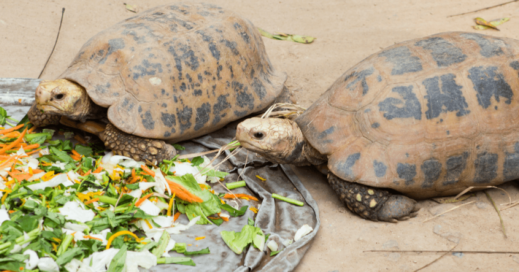 How To Buy the Best Food For Tortoises