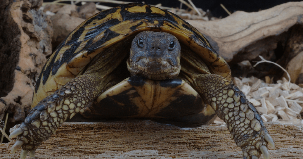 The Best Substrates for Hermann Tortoise (2022)