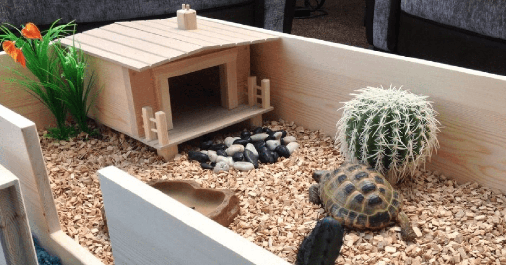 How To Choose The Best Tortoise Enclosure (Indoor & Outdoor)