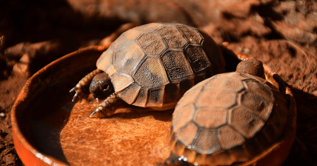 Top 3 Best Tortoise Water Dishes