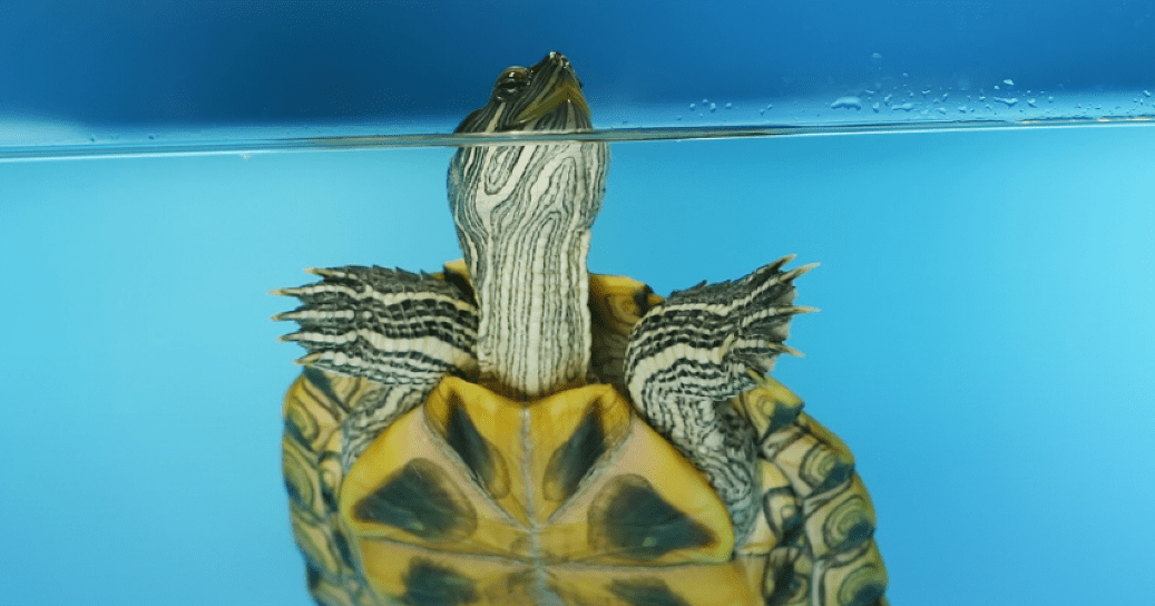 best turtle tank