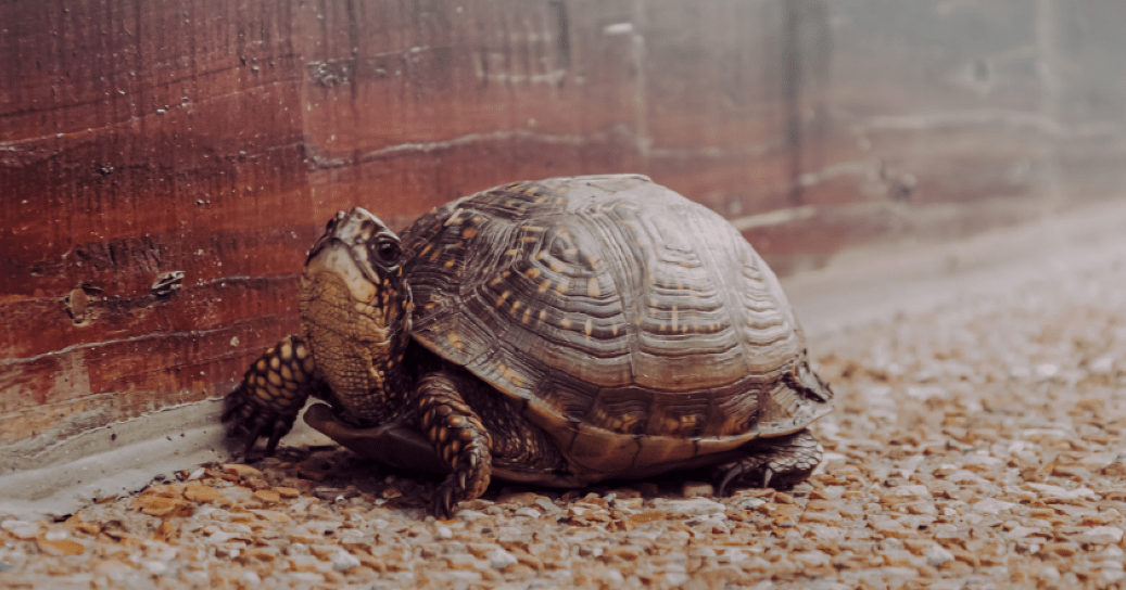 best-heat-lamp-for-tortoise