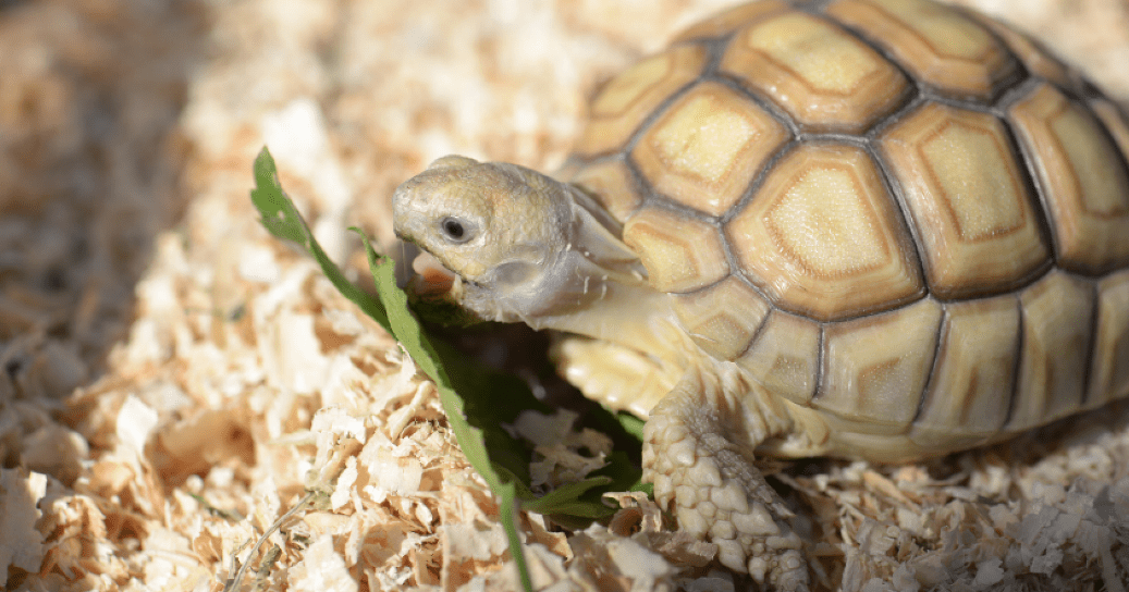 best substrate for baby sulcata tortoise