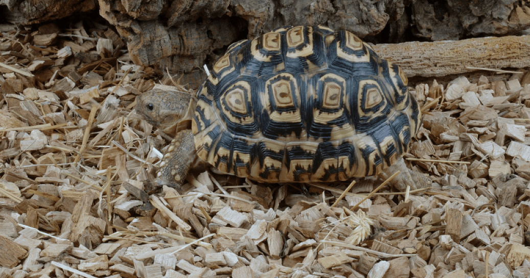 best substrate for leopard tortoise