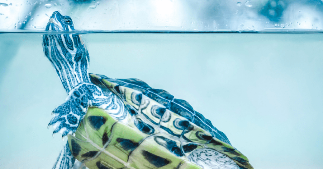 The Best Tanks for Red-Eared Sliders