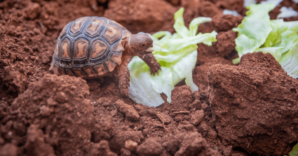 The Best Tortoise Substrate | Safe & Dangerous Lists