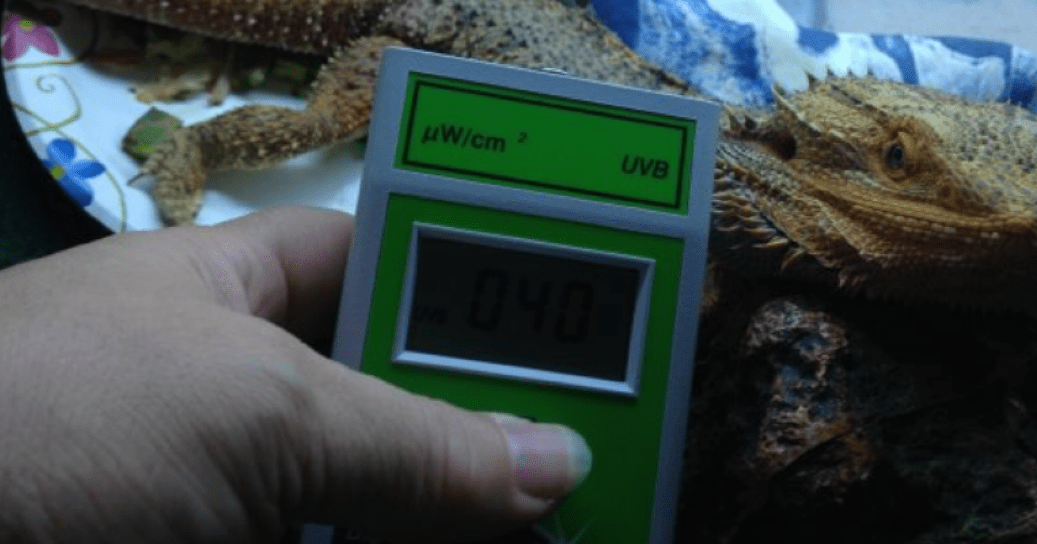 The Best UV Meters for Reptiles