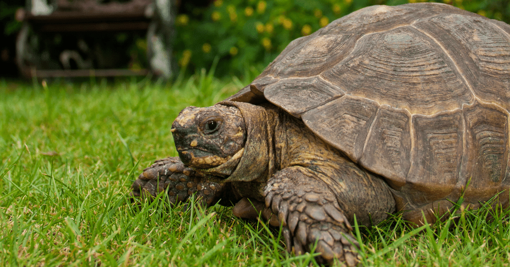 Can Tortoises Live Outside All Year Round?