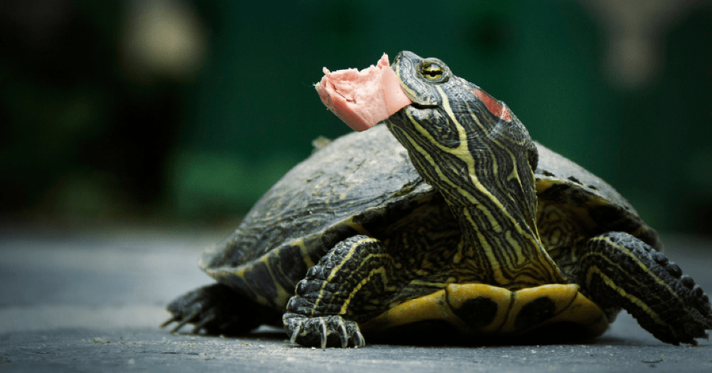 What can Turtles Eat from Human Food?