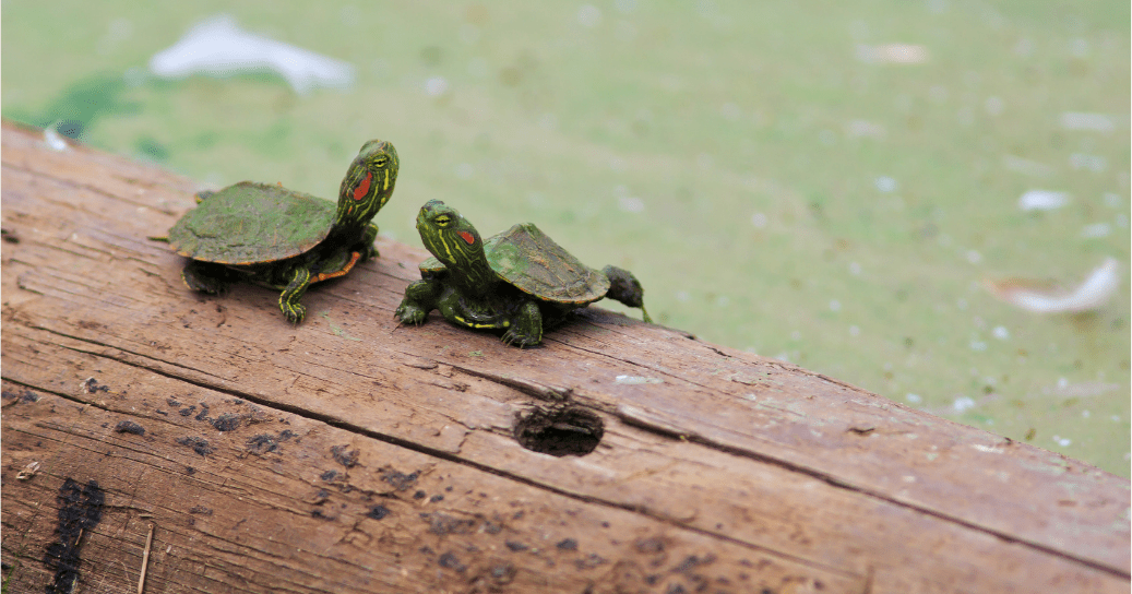 How Big do Red-Eared Slider Turtles Get? (With Pictures)