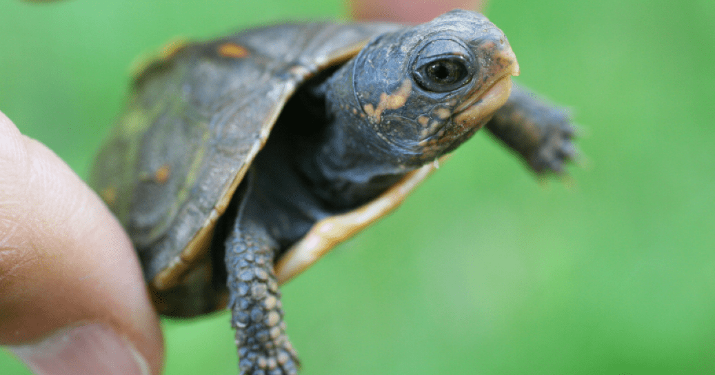 how to take care of a baby box turtle