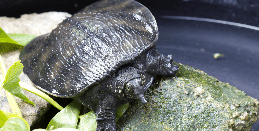 Can A Turtle Live Without A Shell?