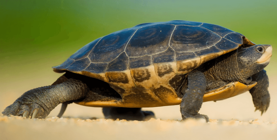 Can Turtles Walk Backwards?