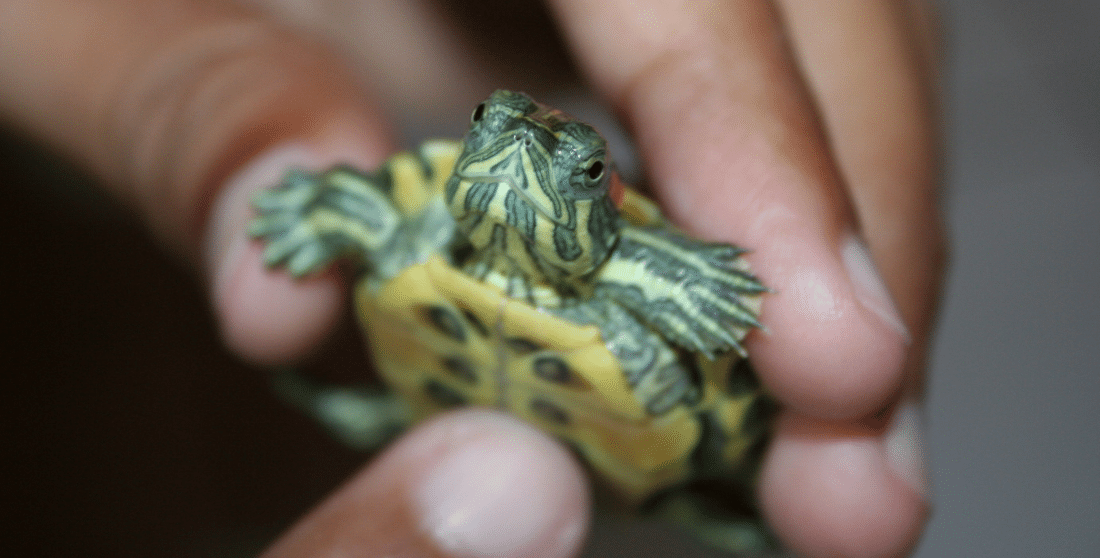 how to take care of a turtle