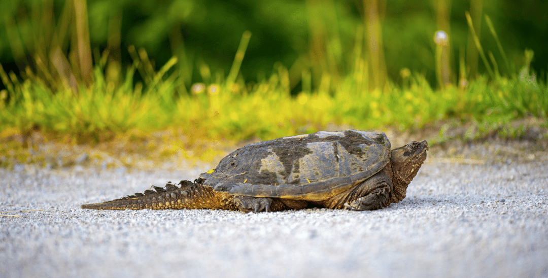 Snapping Turtle Care