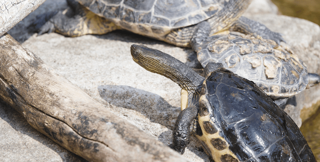 Turtle Shell Peeling – Is It Normal?