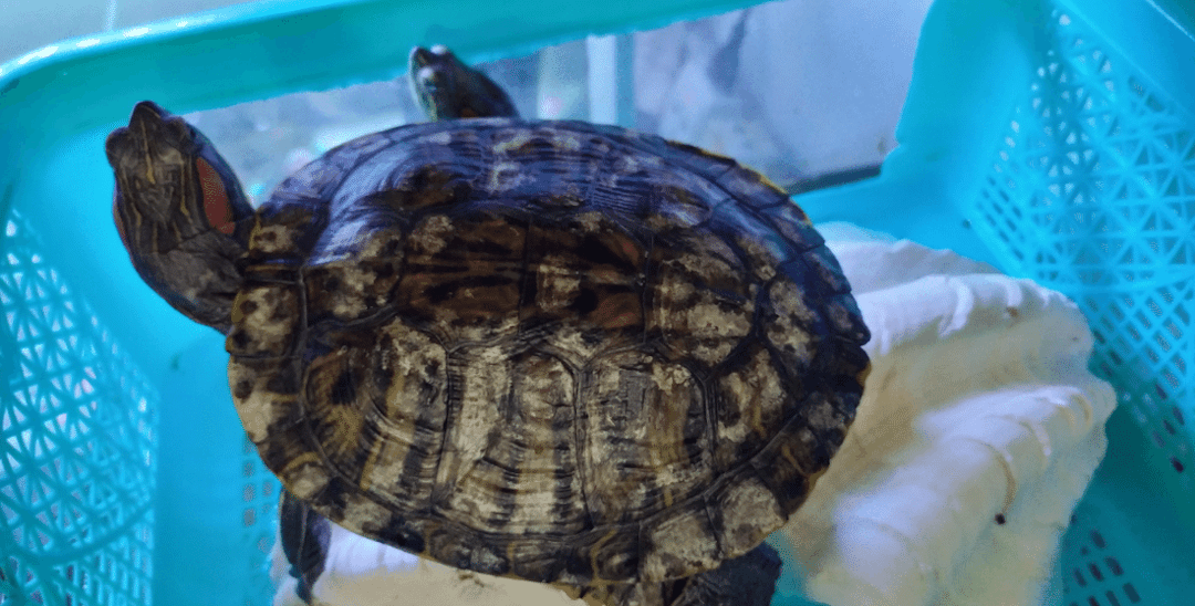 White Spots On A Turtle Shell – Causes & Treatment