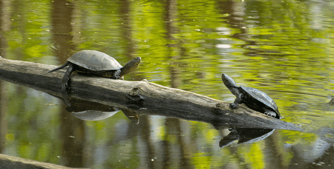 Why Do Turtles Flutter Their Claws?
