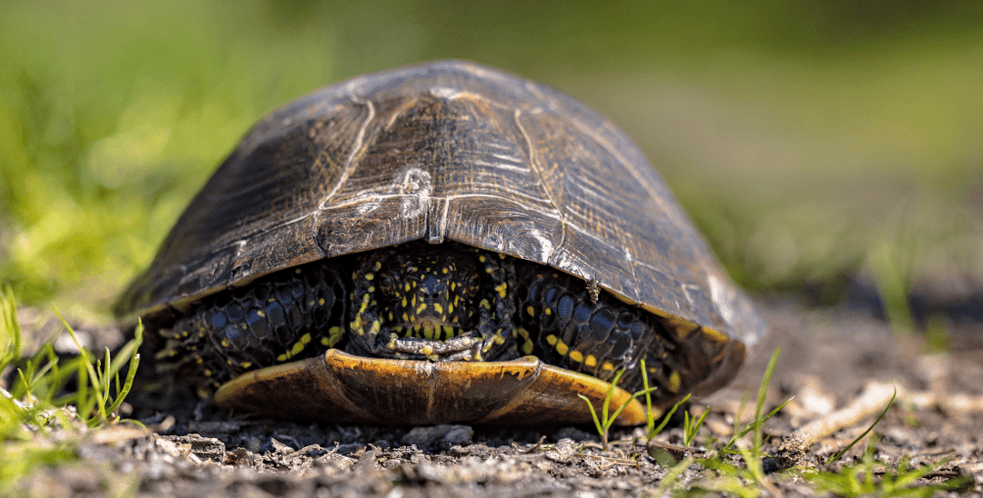 Why Do Turtles Hide In Their Shells?