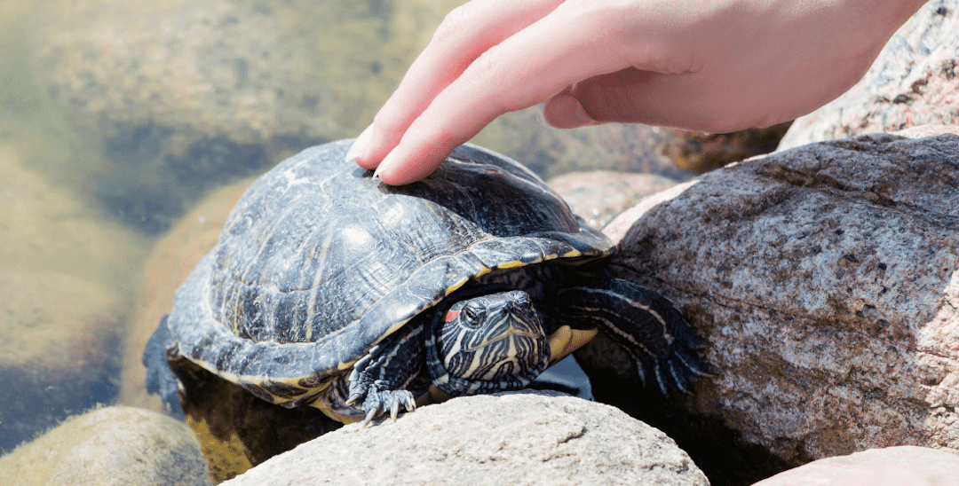 Why Do Turtles Shake Their Shells?